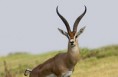 /album/kepgaleria-kezdolap/a260px-grant-s-gazelle-closeup-jpg/