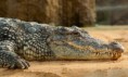 /album/kepgaleria-kezdolap/nile-crocodile-245013-640-jpg/